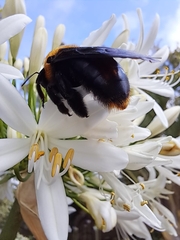Xylocopa flavorufa