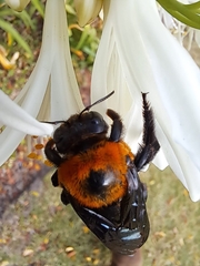 Xylocopa flavorufa