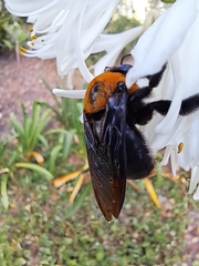 Xylocopa flavorufa