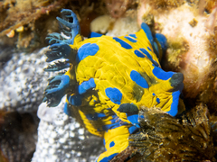 Tambja verconis