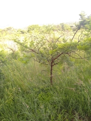Vachellia karroo