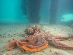Macroctopus maorum