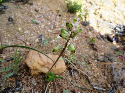 Lachenalia hirta