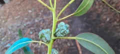 Eucalyptus globulus