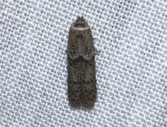 Blastobasinae