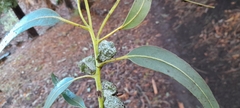 Eucalyptus globulus