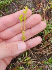 Sebaea albidiflora