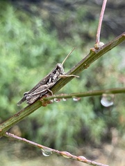 Melanoplus pictus