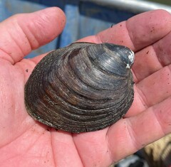 Reginaia ebenus