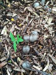 Phallus atrovolvatus
