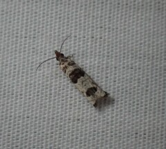 Spilonota constrictana