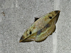 Hypopyrini