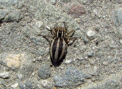 Phlegra fasciata