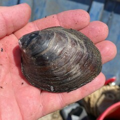 Reginaia ebenus