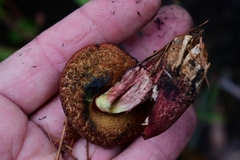 Boletus tasmanicus