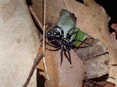 Nyssus albopunctatus