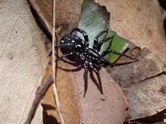 Nyssus albopunctatus