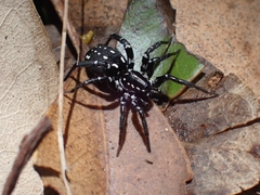 Nyssus albopunctatus