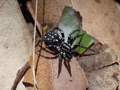 Nyssus albopunctatus