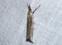 Raphiptera argillaceellus