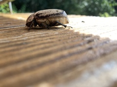 Dermolepida albohirtum