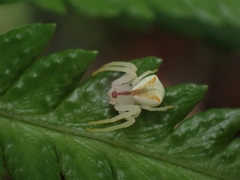 Sidymella rubrosignata