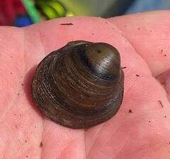 Reginaia ebenus