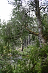 Lagarostrobos franklinii