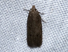 Glyphidocera juniperella