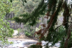 Lagarostrobos franklinii