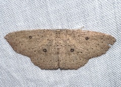 Cyclophora myrtaria