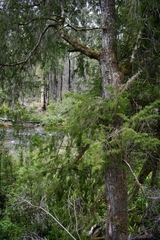 Lagarostrobos franklinii