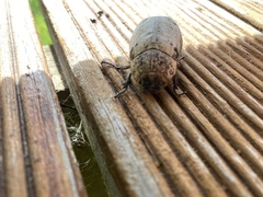 Dermolepida albohirtum