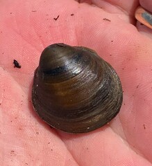 Reginaia ebenus