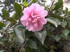 Camellia