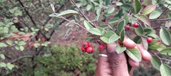 Cotoneaster pannosus