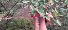 Cotoneaster pannosus