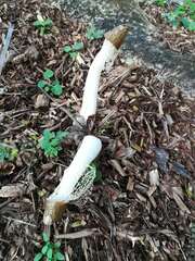 Phallus atrovolvatus