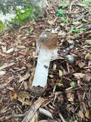 Phallus atrovolvatus