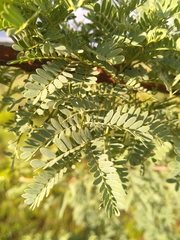 Vachellia hebeclada