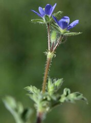 Erodium crinitum