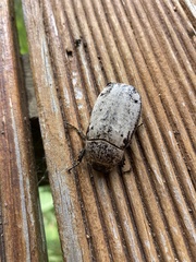 Dermolepida albohirtum