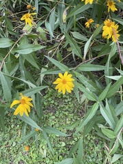 Helianthus giganteus