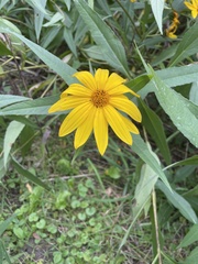 Helianthus giganteus