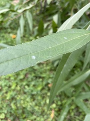 Helianthus giganteus