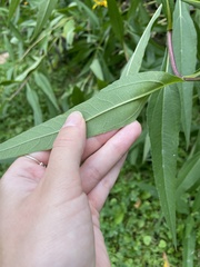 Helianthus giganteus