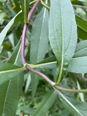 Helianthus giganteus