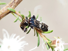 Scrobiger splendidus