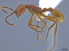 Neivamyrmex nigrescens