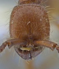 Neivamyrmex nigrescens